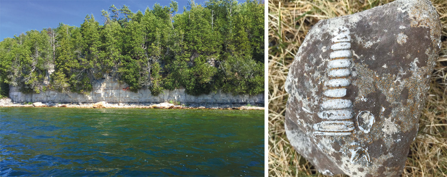 The Niagara Escarpment near The Clearing in Ellison Bay. RIGHT: A warm-water Silurian fossil found on Plum Island. That fossil is a cephalopod and fits perfectly into the story (it's maybe an Actinoceras). The smaller ones are the clam-like brachiopods.