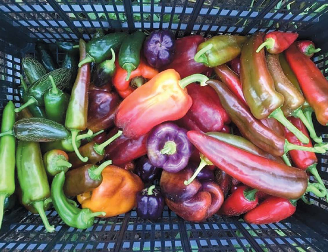 Some of the produce from Turtle's Back Farm. Contributed photo