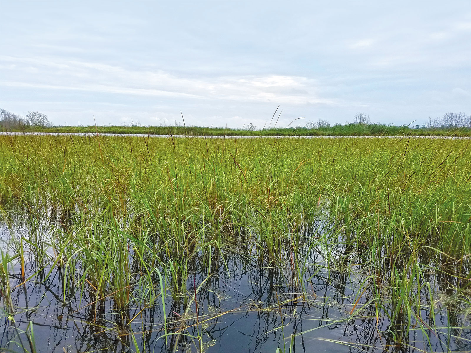 wild rice