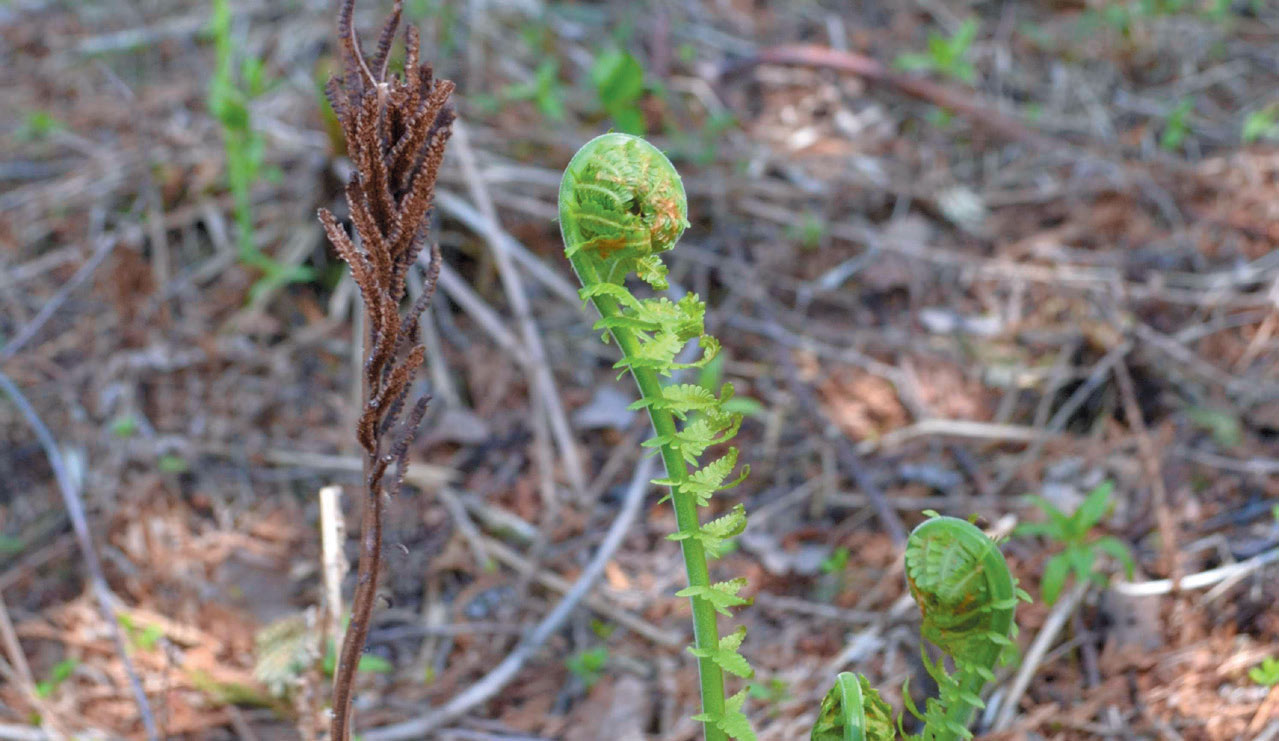 Fiddlehead fern along the Sensiba trail.