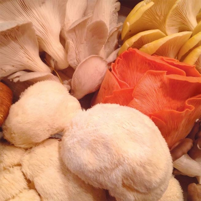 Variety of mushrooms. 