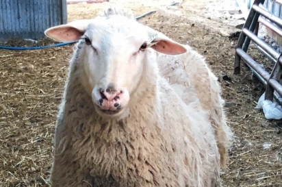 Sheep at Lamb of God Farm east of Dyckesville
