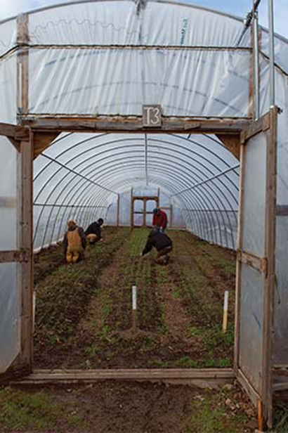  hoop houses provide a shielded greenhouse for plants