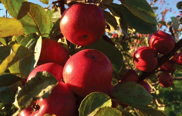 Kingston Black apples grown and used by Island Orchard Cider in its cider. Contributed photo