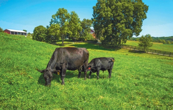 Cattle grazing plays a important role in regenerative practices.