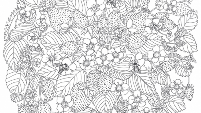 strawberry plant coloring image