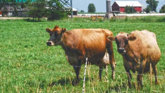 cows on the farm