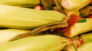 corn husks